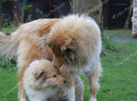 Stunning rough collie male