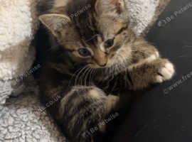 Cats and kittens to good home