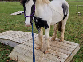 6 year old Cob gelding for sale, 13.3hh