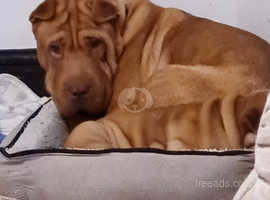 Shar pei cocker spaniel mix clearance for sale