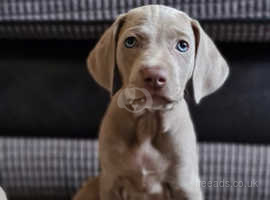 "Only 2 remaining* 5 kc registered Weimaraners