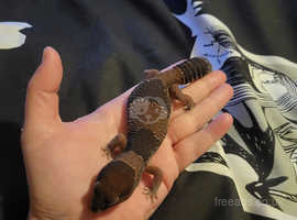 Male african fat tail  gecko