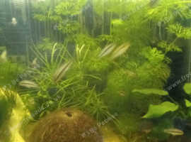 Kribensis babies for sale (collection)