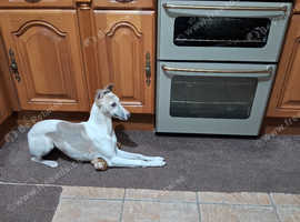 Kc whippet bitch