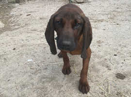 Bavarian hound