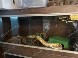 Ball python male with viv