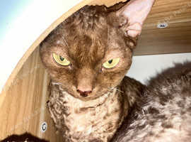 GCCF Active King male Devon Rex
