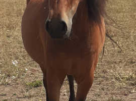American shetland.