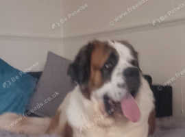 2 year old St Bernard bitch
