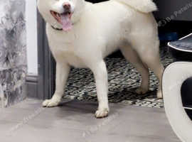 Japanese Akita Inu