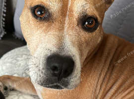Staffy X American bulldog