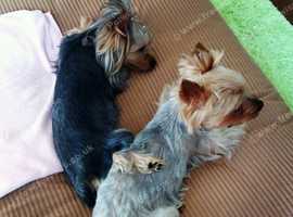 2 Adorable  Shorkie  Pups looking for a new home