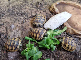 Mediterranean spur thigh tortoise hatchlings
