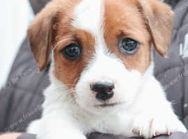 Extraordinary Jack Russell Puppies