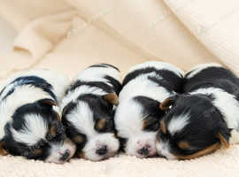 Exquisite Biewer Terrier Puppies