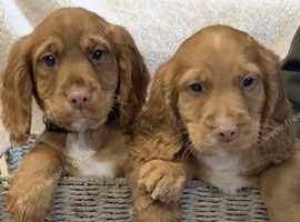 Blue roan cocker spaniel store puppies for sale north west