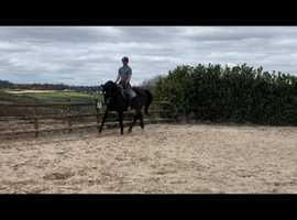 Fun, Loving, SAFE alrounder