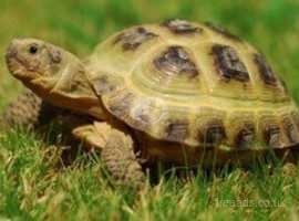 Young horsefield tortoise