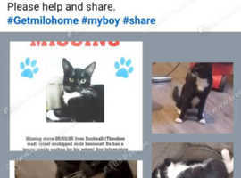 Black and white 12 month old male cat