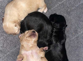 Chug x chihuahua puppies