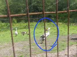 2 ganders for sale