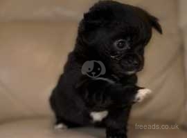 Chihuahua pug mix for hot sale sale