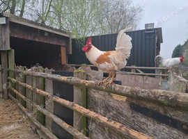 2 Handsom Cockererls for Sale