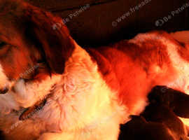 St bernard x newfoundland puppies best sale for sale