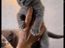 British shorthair breeders yorkshire cheap