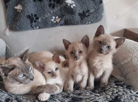Tonkinese kitten available to the right home