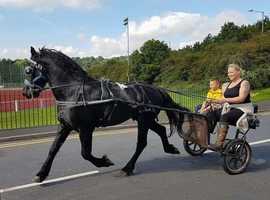 Reluctant sale of 2 x horses Friesian and Irish cob