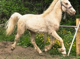 Welsh palomino