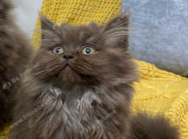 Chocolate Britishlonghair female