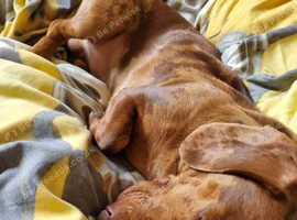 2 Year Old Miniature Dachshund