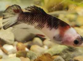 Female Bettas