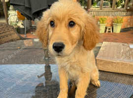 Golden retriever puppies for east fashion midlands