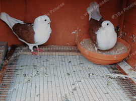 pigeon