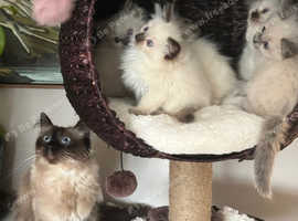 Beautiful champion line Ragdoll kittens