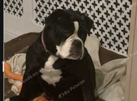 Lilac olde english bulldogge puppies for sale near hot sale me