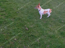 Verry small miniature jackrussle x chihuahua