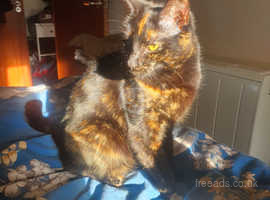 Beautiful tortie girl for rehoming