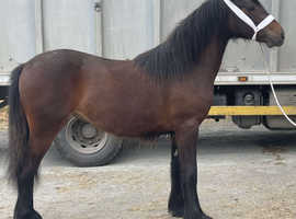 Show stopped of a filly