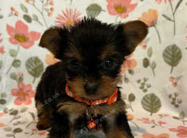 5 generation champion pedigree miniature pups