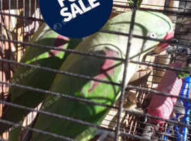 Alixzandirin parrot for sale