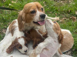 3 adorable little cavaliers available