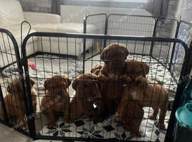 Dogue de bordeaux pups for sale