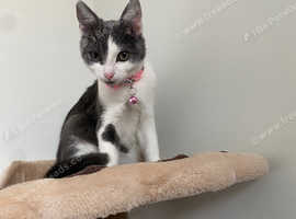 European shorthair hot sale for sale