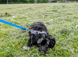 One little boy left, fully vaccinated and ready to find his forever home!