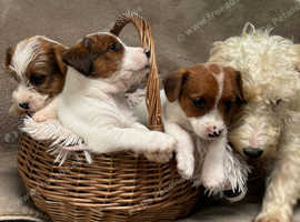 Sealyham terrier x jack Russell