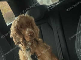 Male Working cocker spaniel available for adoption